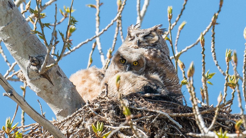 Great Horned Owls (Photo by Jeff Bleam)